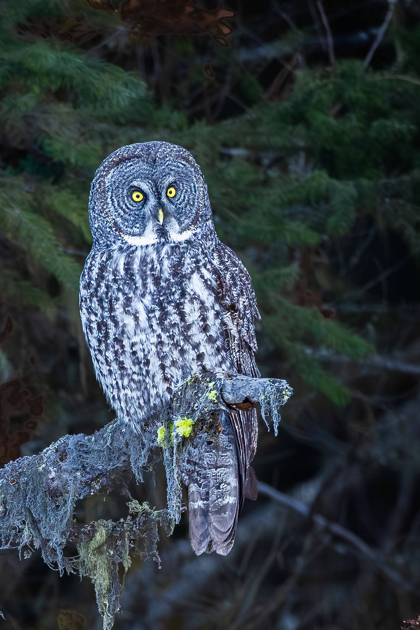 Great Gray Owl