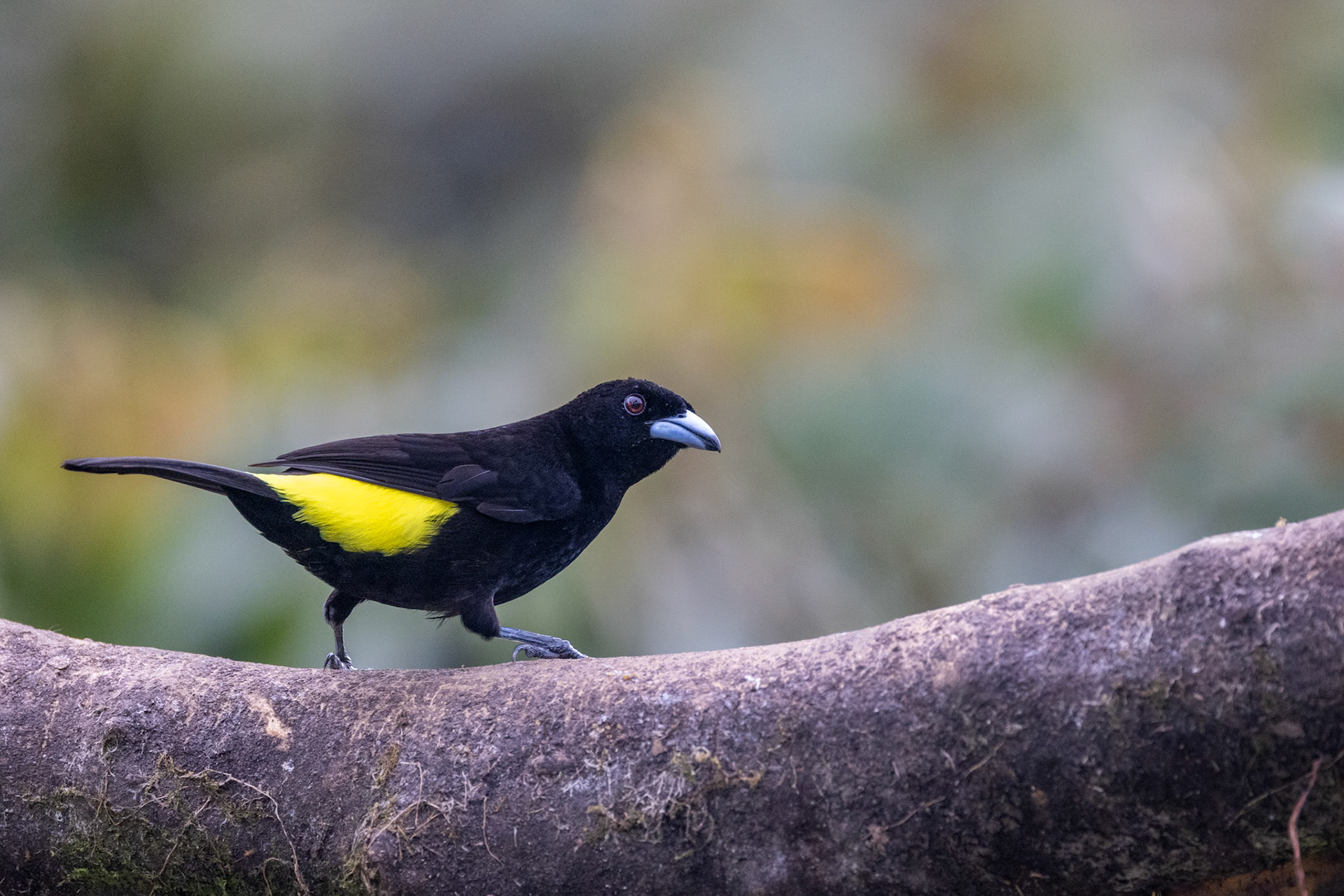 Flame-rumped Tanager