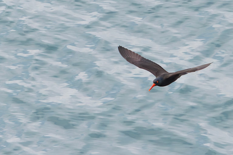 Black Oystercatcher