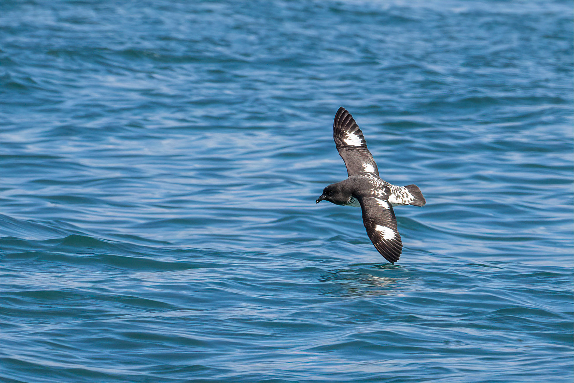 Cape Petrel