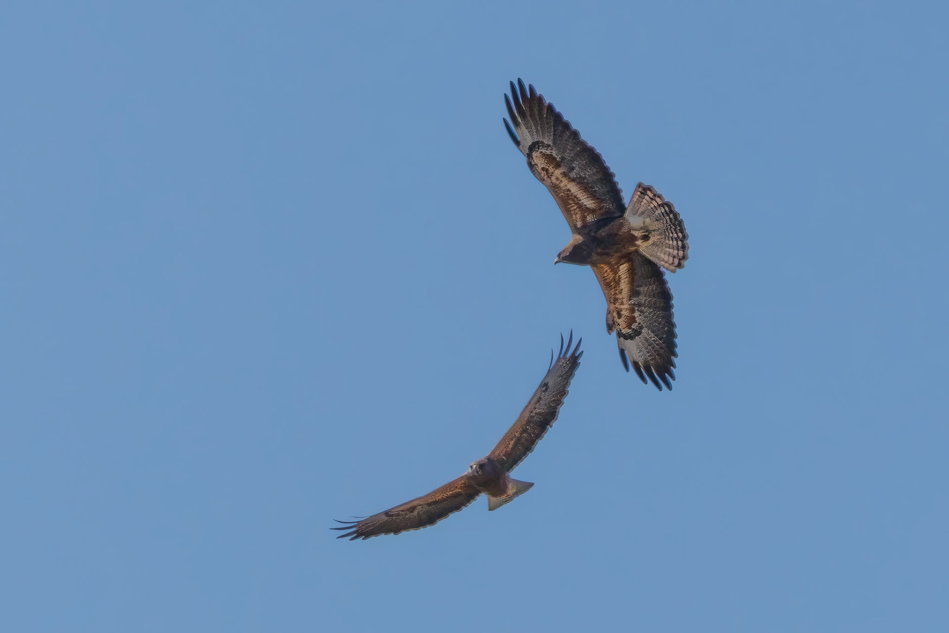 Swainson's Hawks