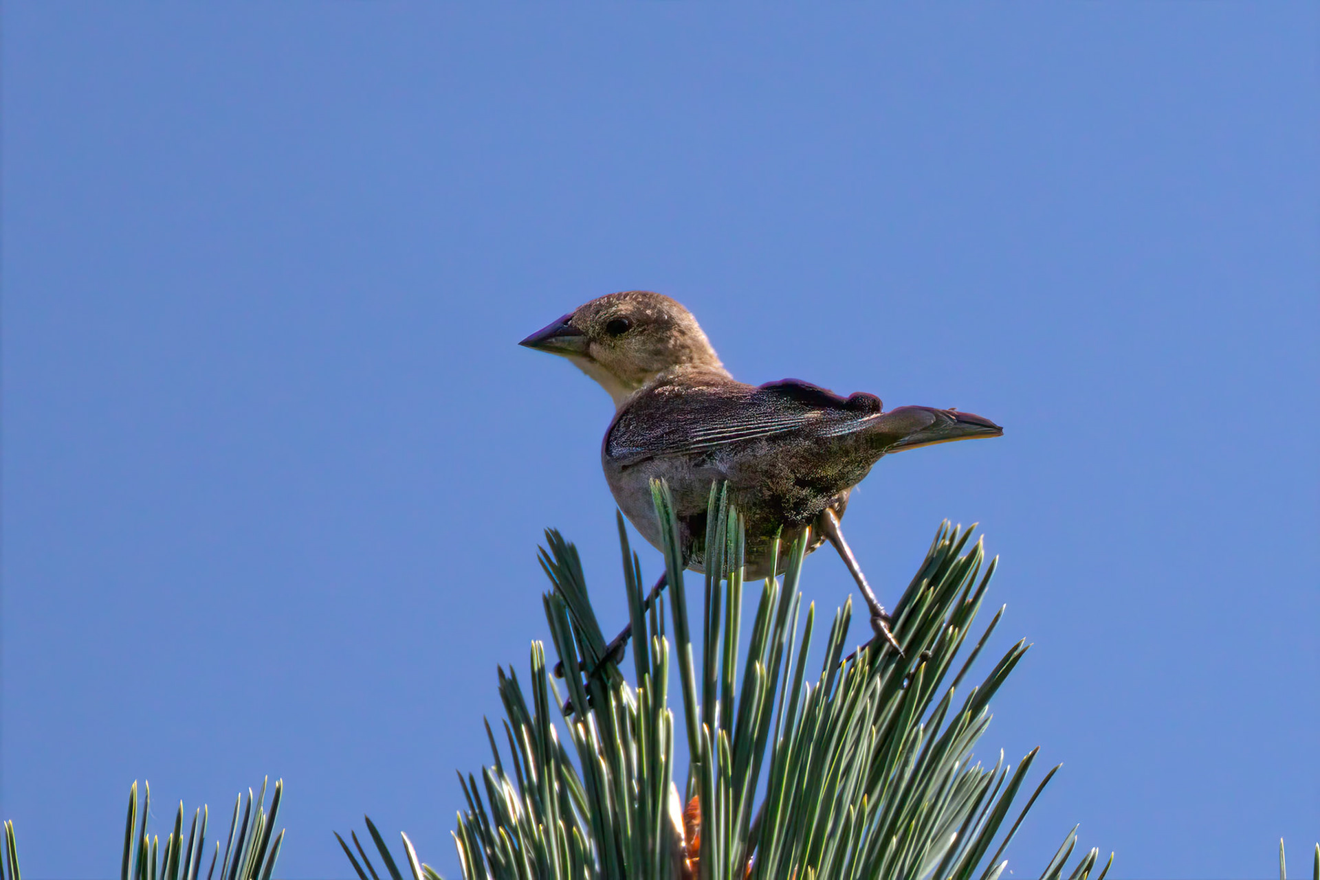 Brown-headed Cowbird???