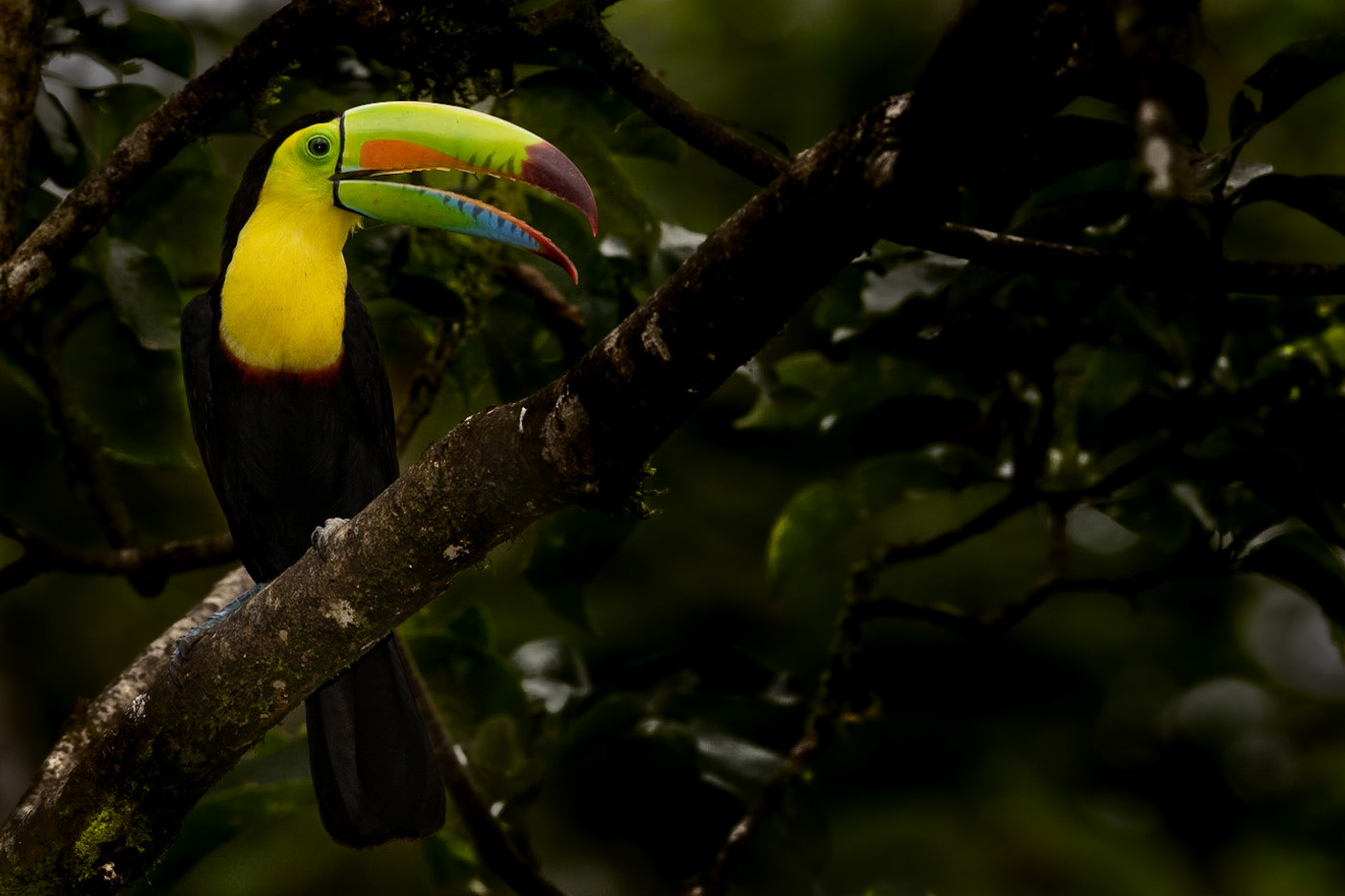 Keel-billed Toucan