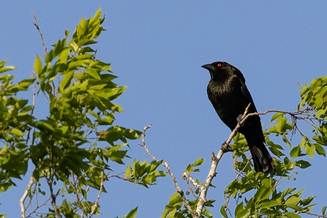 Bronzed Cowbird