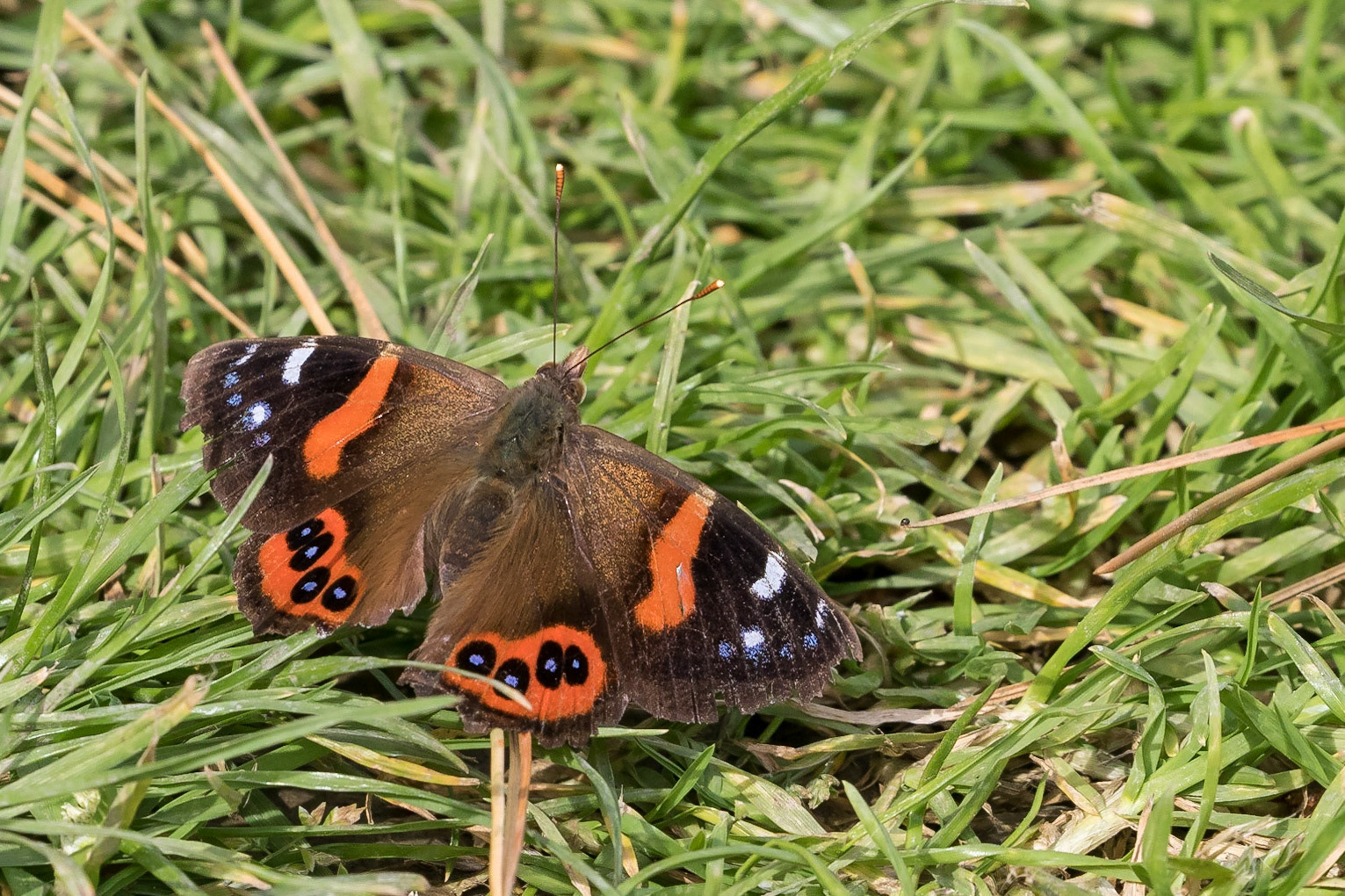 Red Admiral