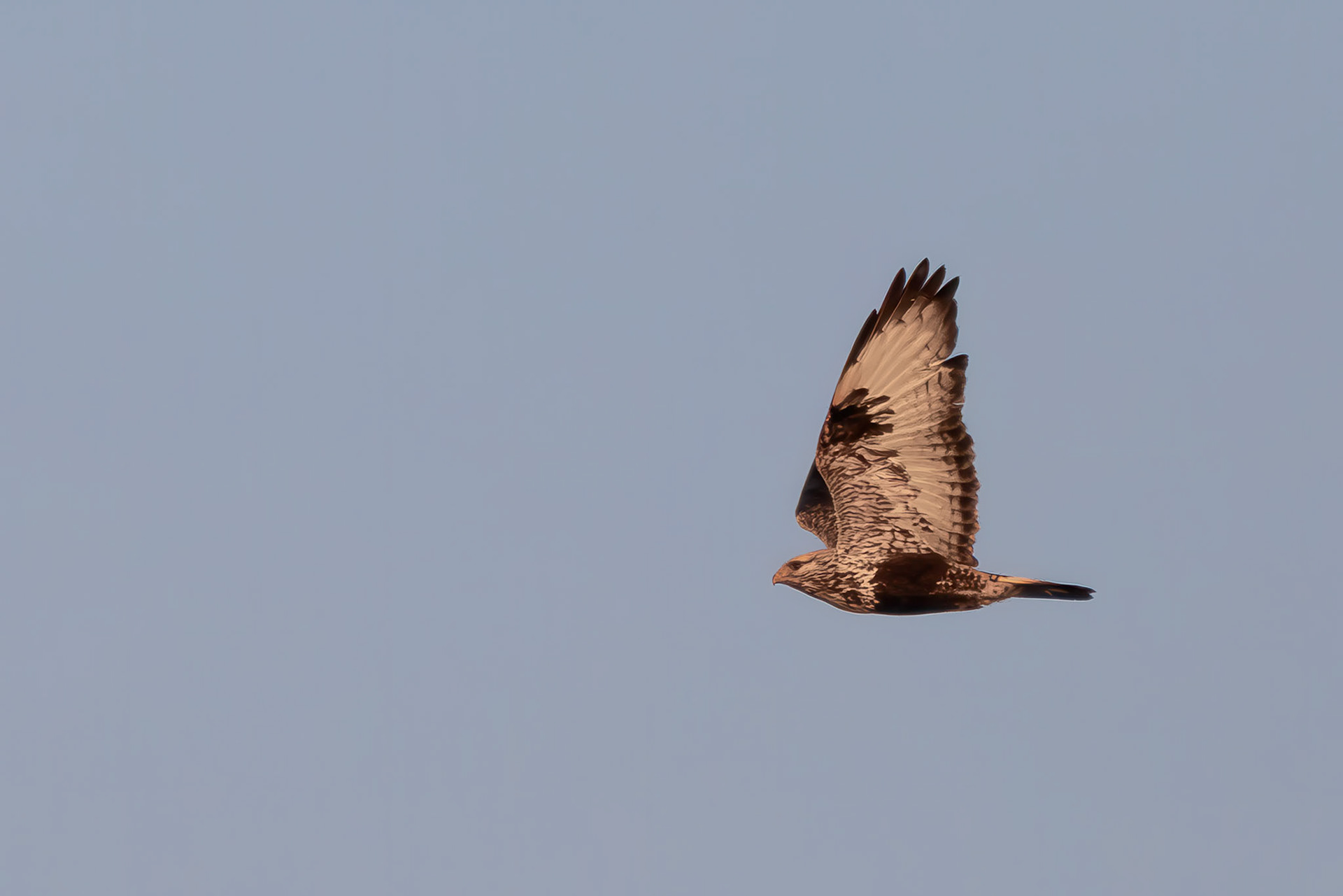 Rough-legged Hawk
