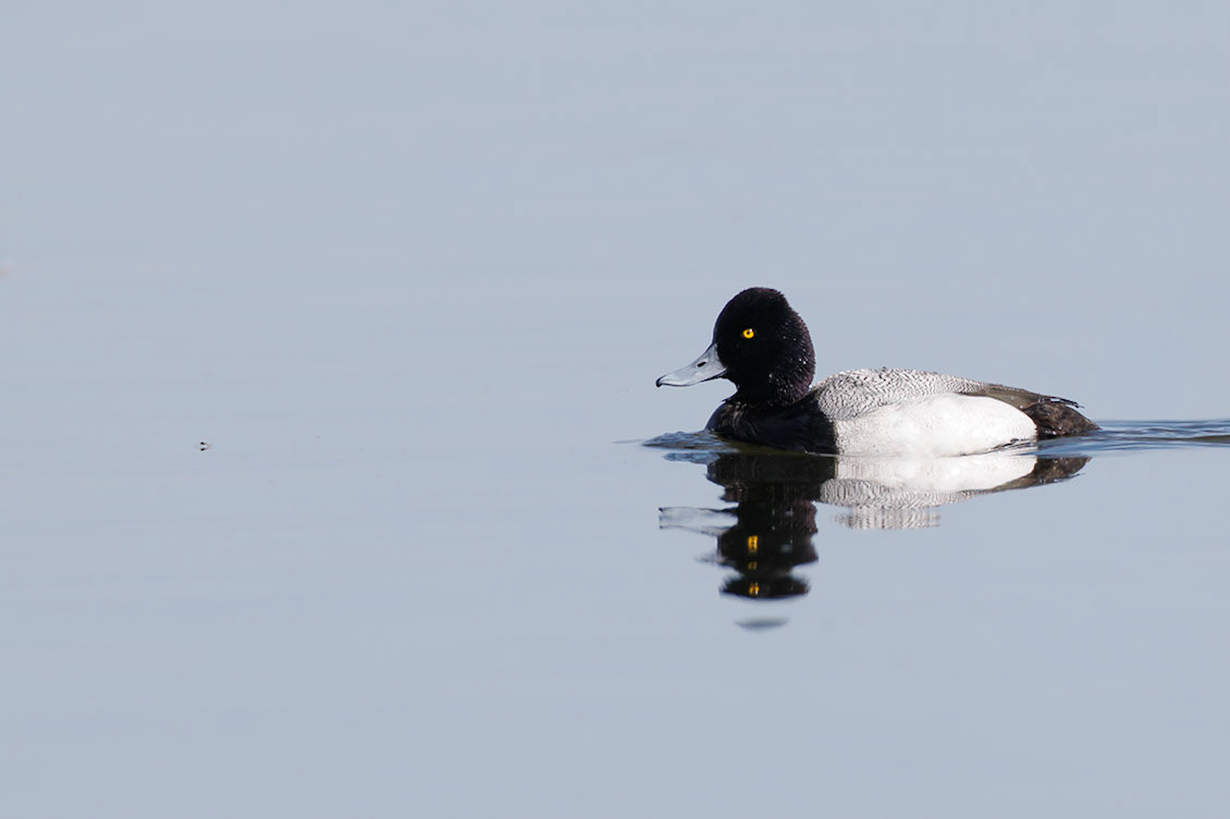 Lesser Scaup