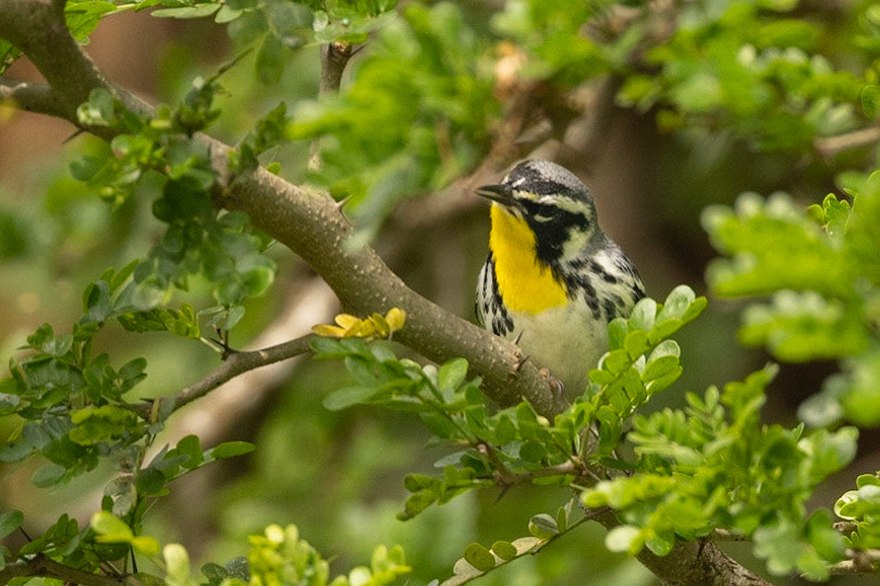Yellow-throated Wabler