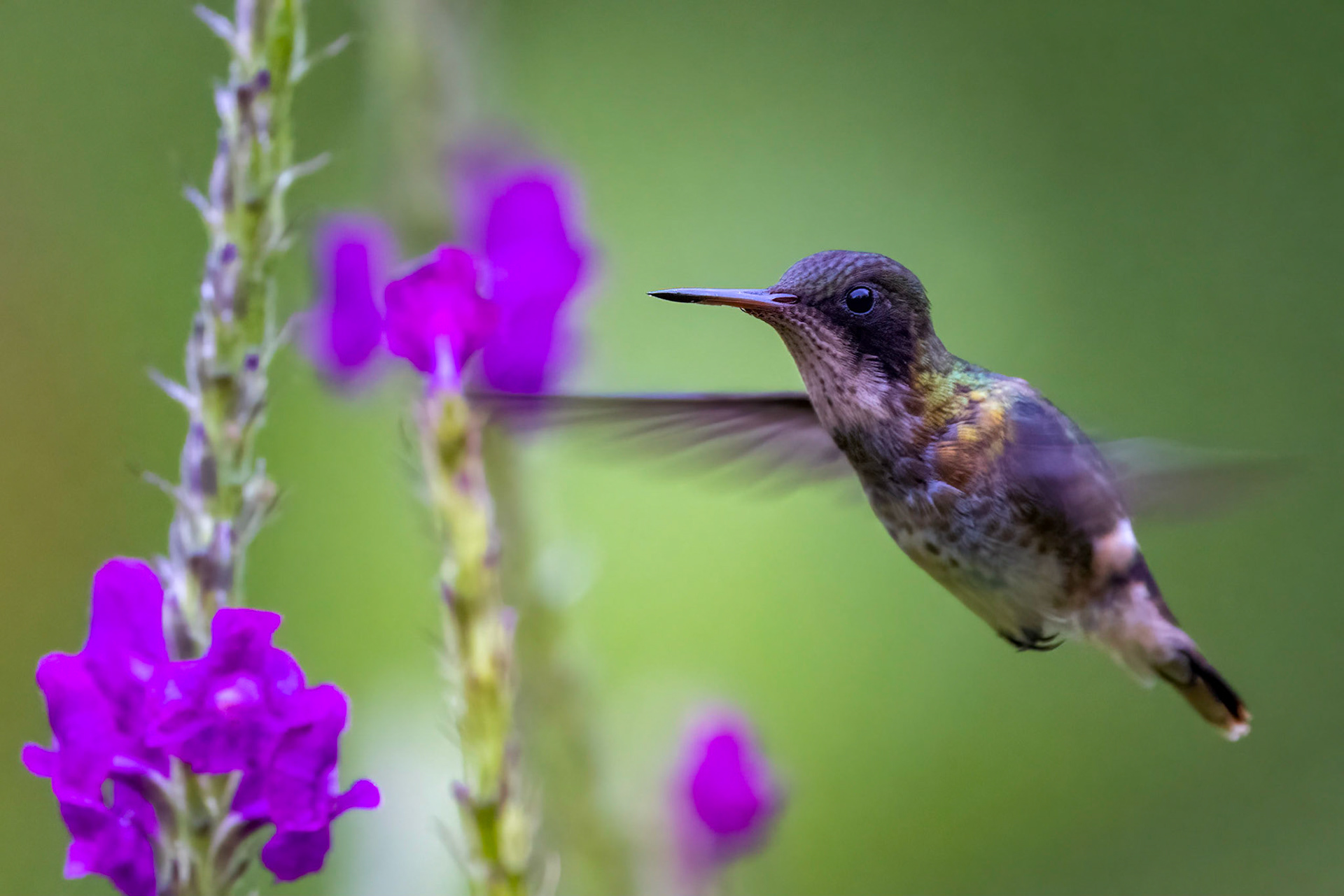 Black-crested Coquette