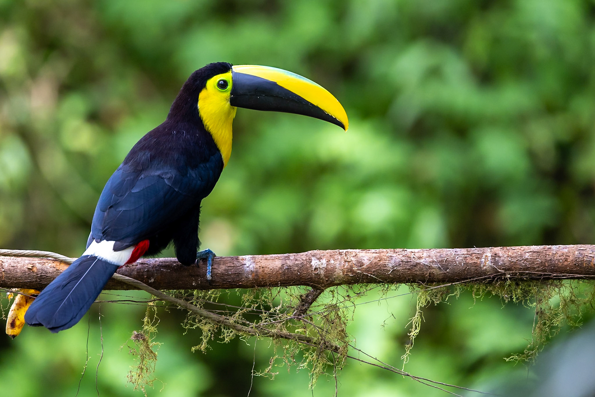 Choco Toucan