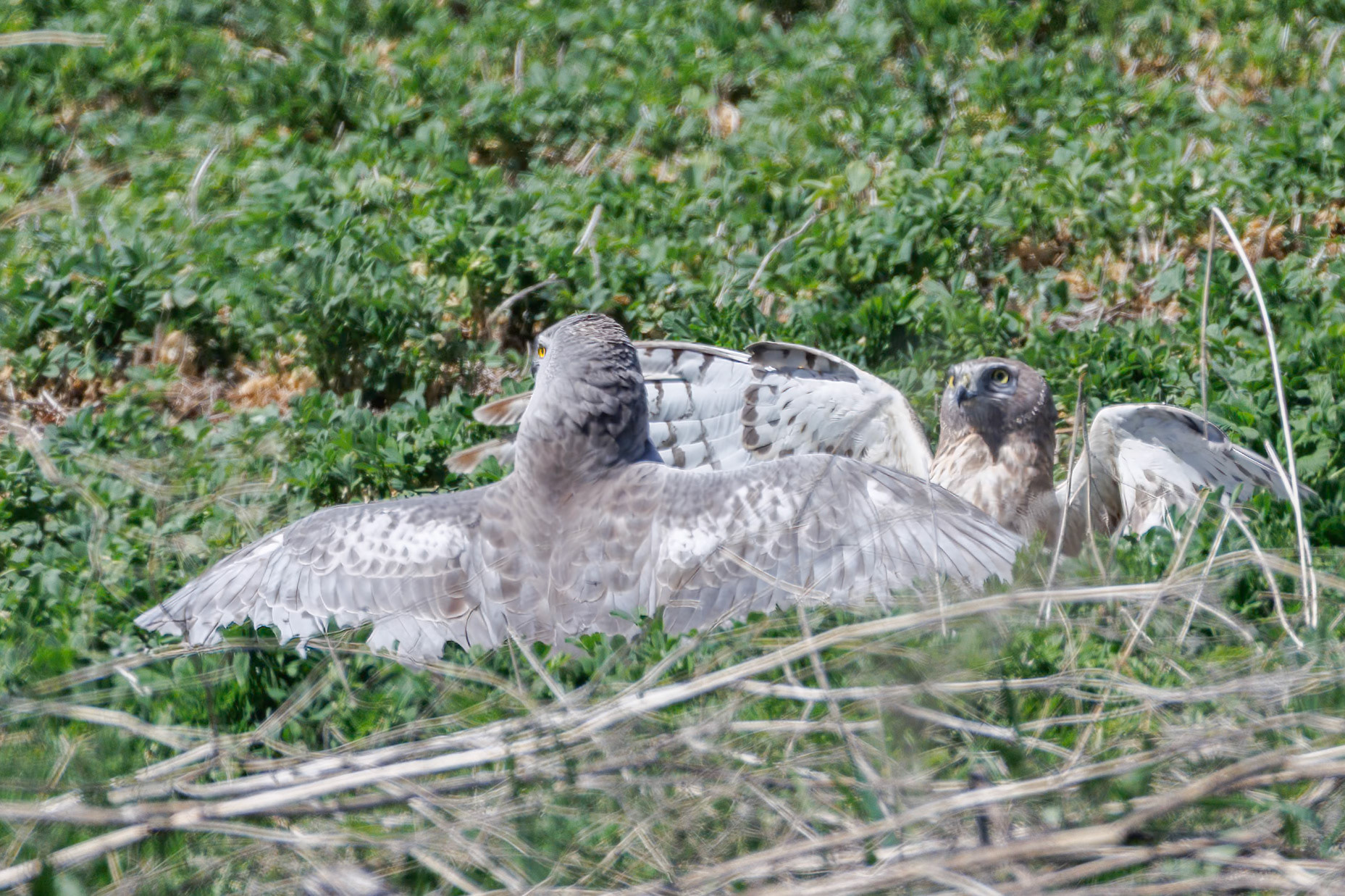 Northern Harrier