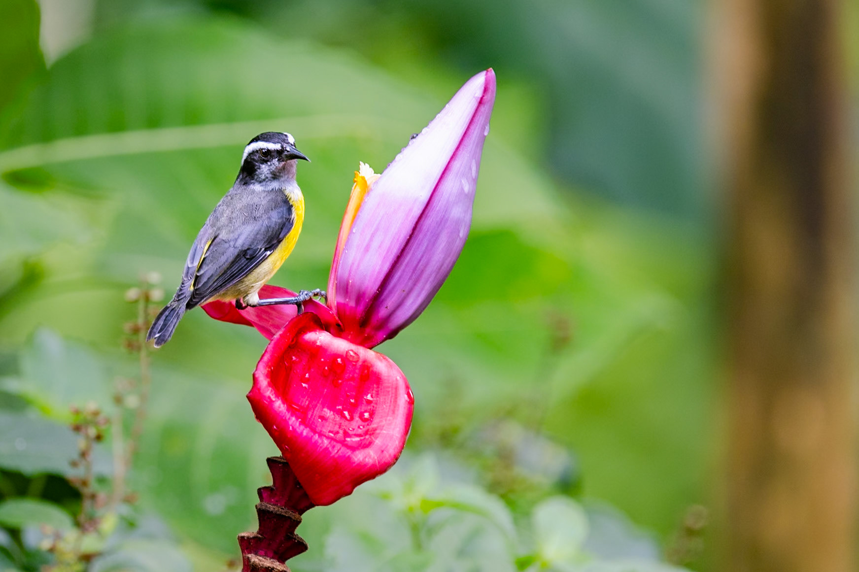 Bananaquit