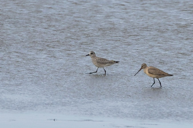Black-bellied Plover and Hudsonian Godwit