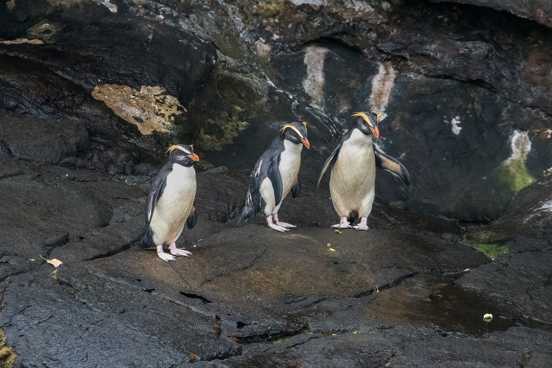 Fiordland Crested Penguins