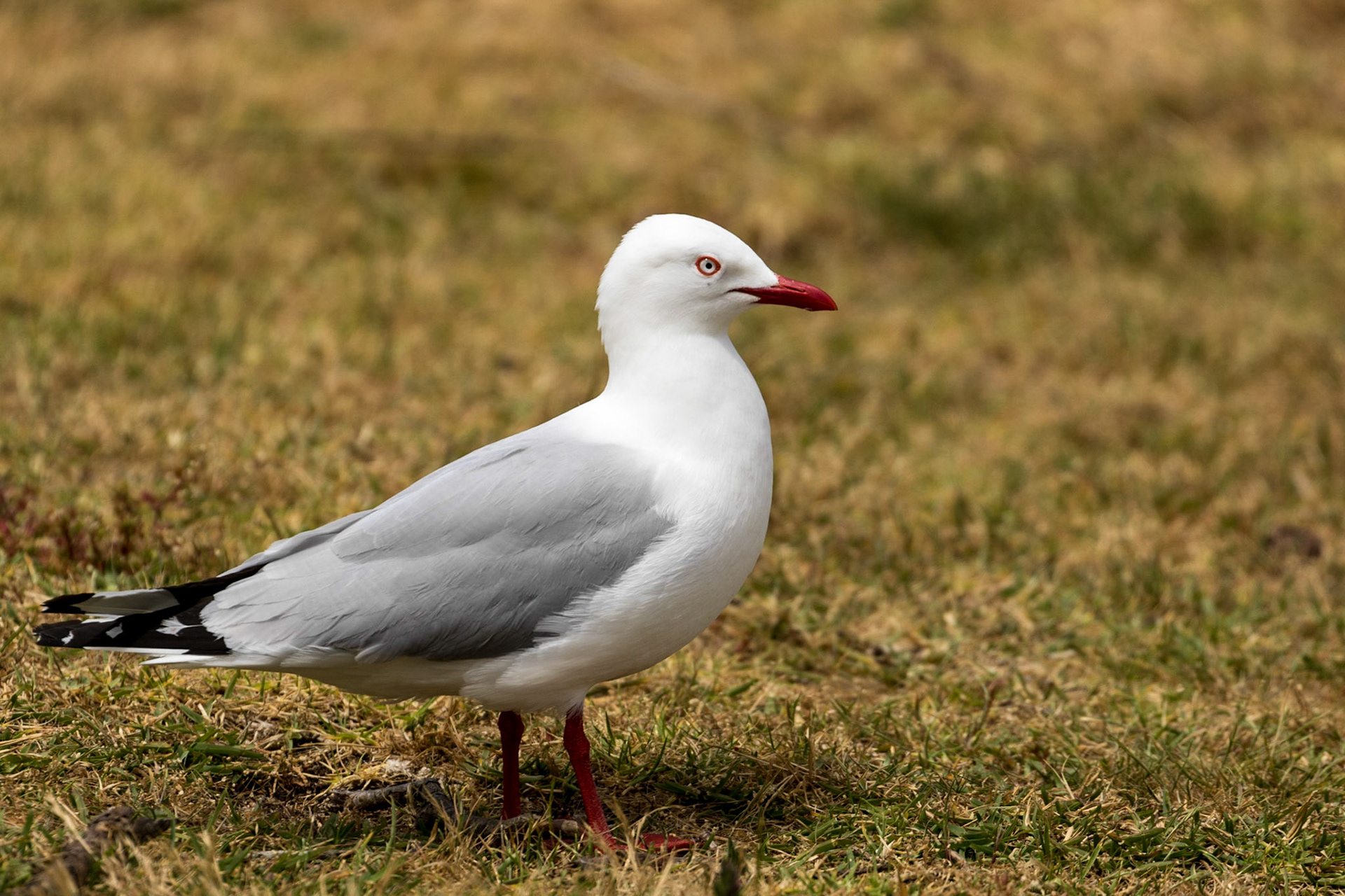 Red-billed Gull