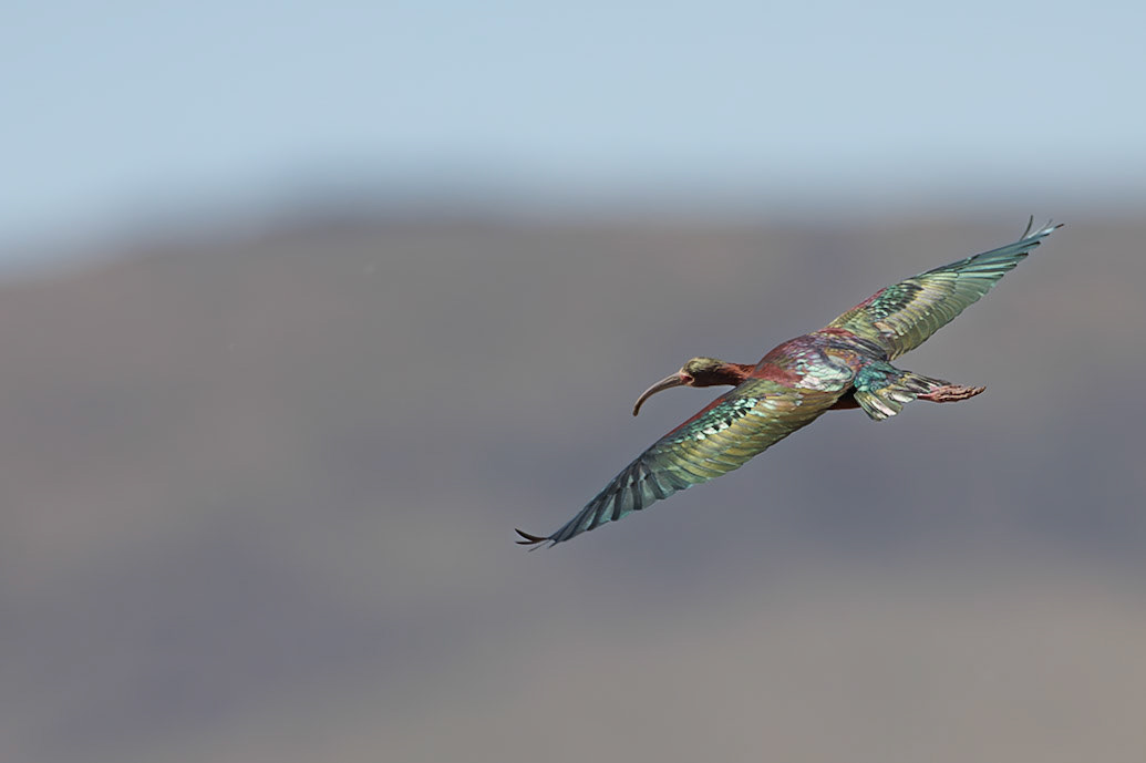 White-faced Ibis