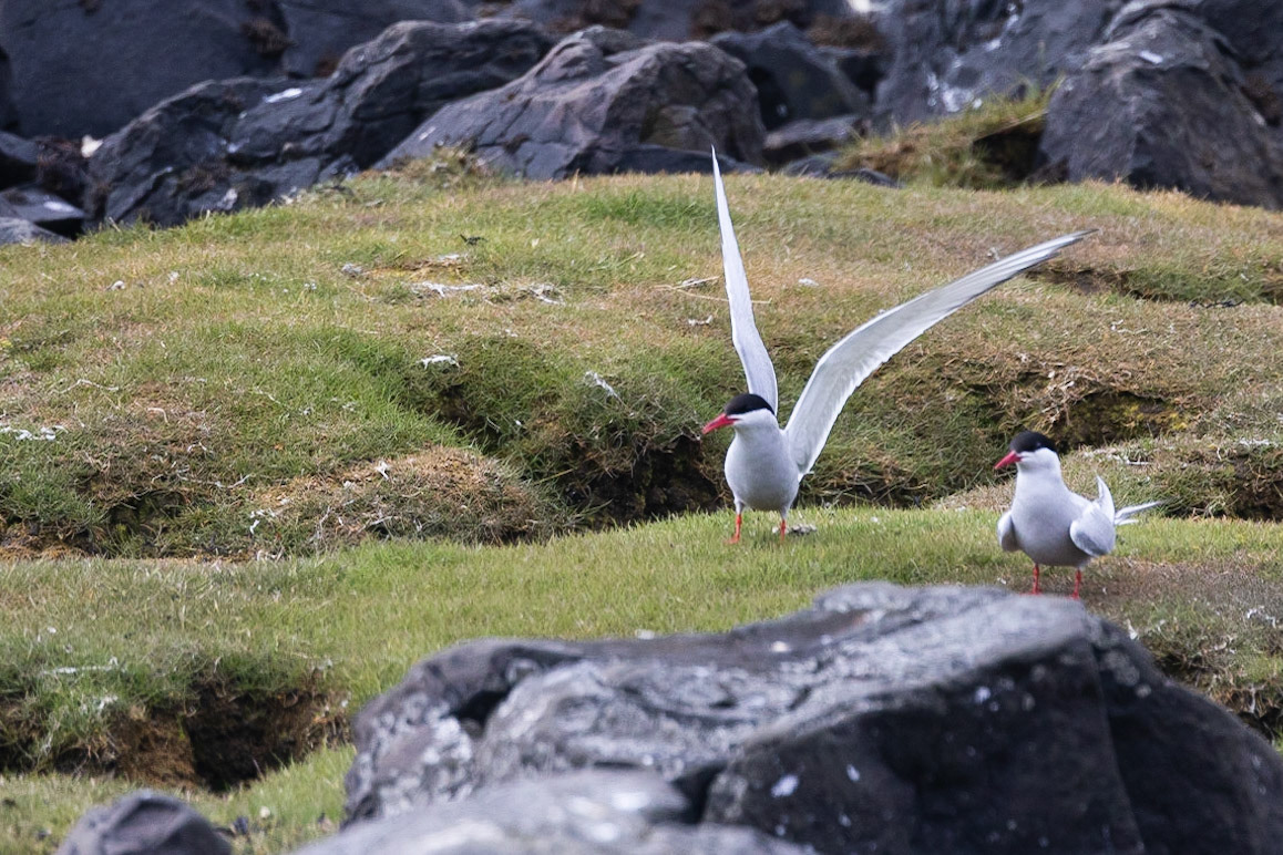 Artic Turn's long wings