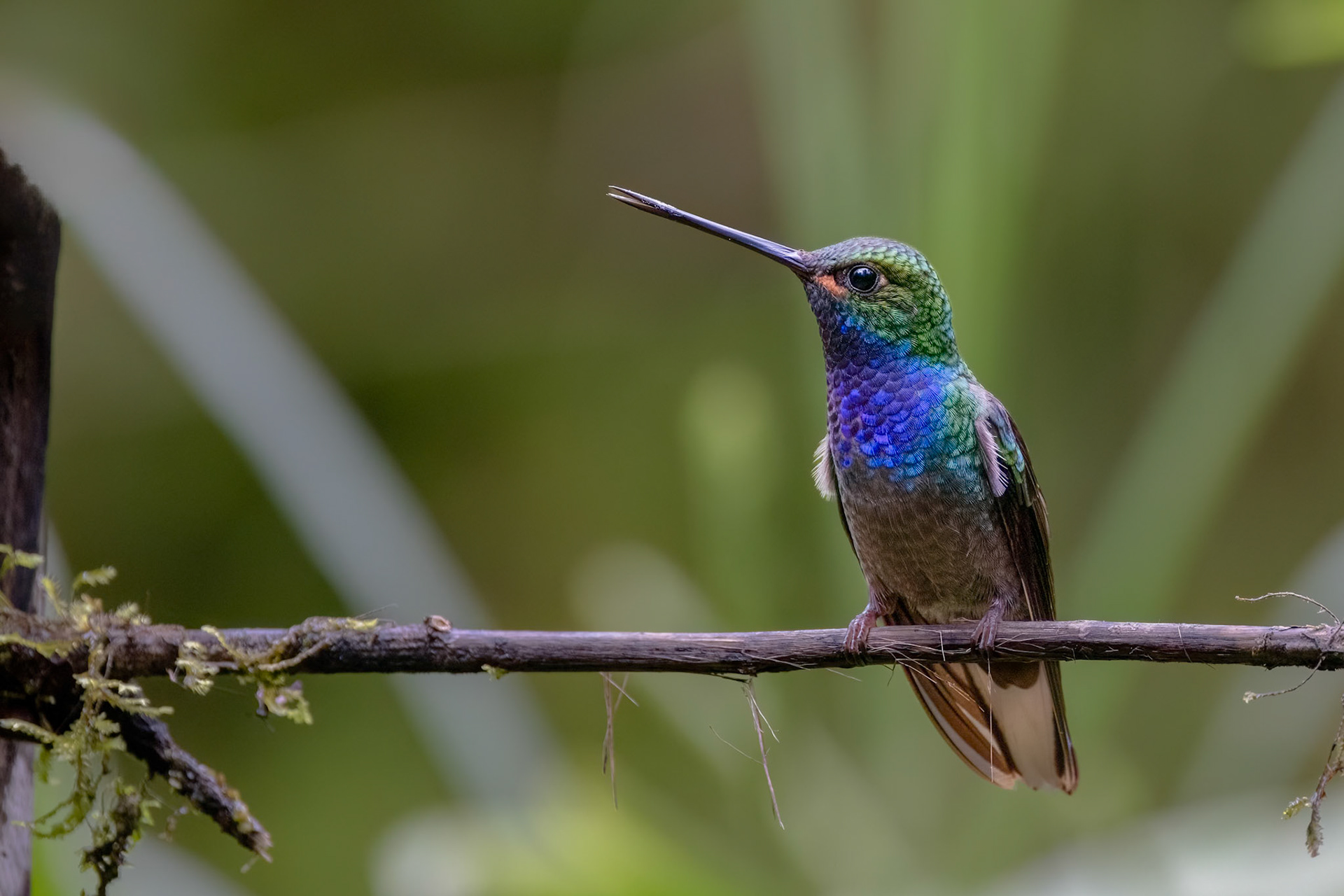 Green-backed Hillstar
