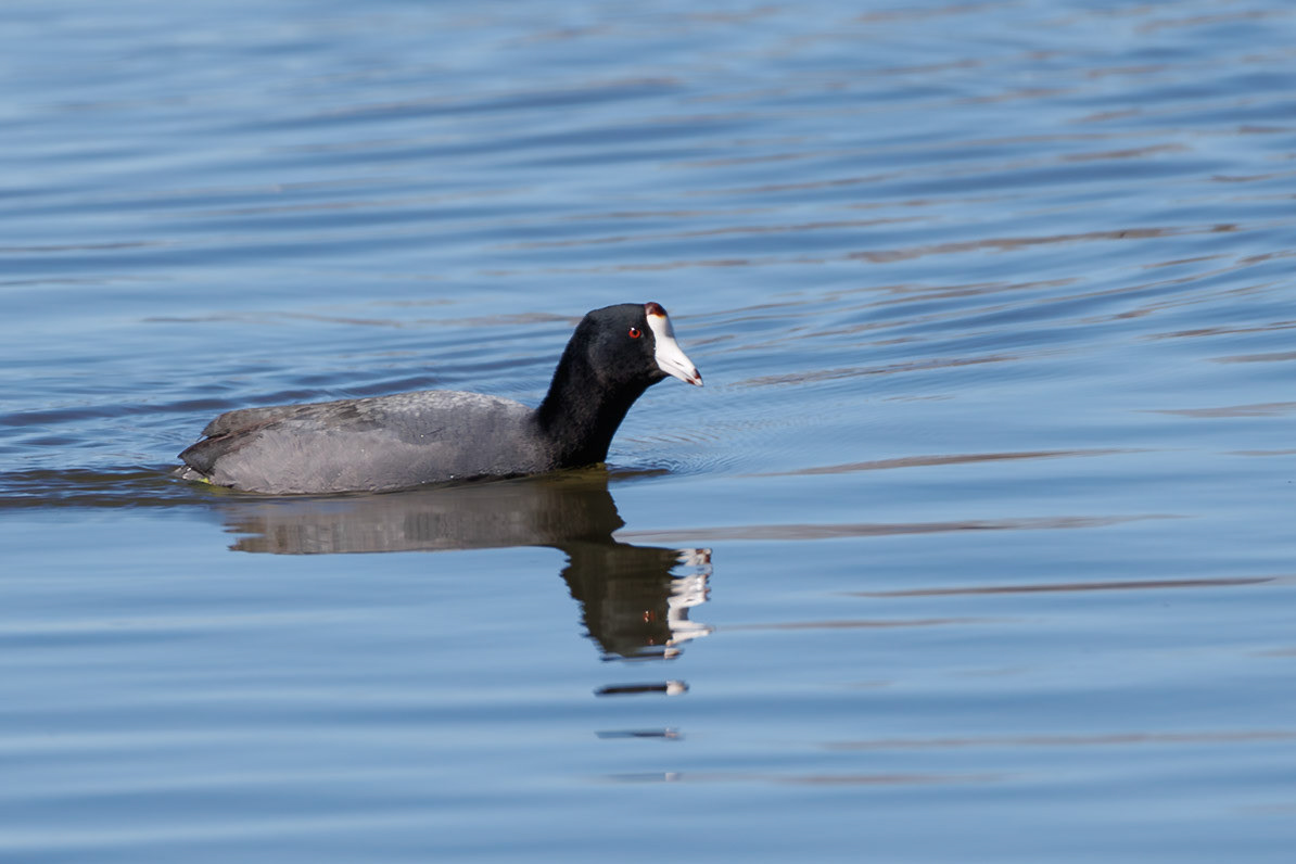 American Coot