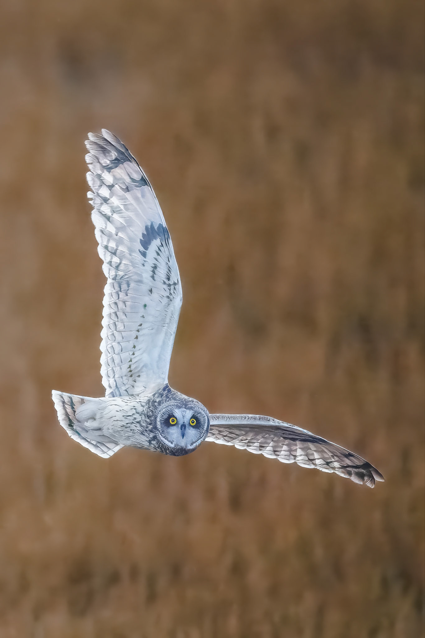 Short-eared Owl