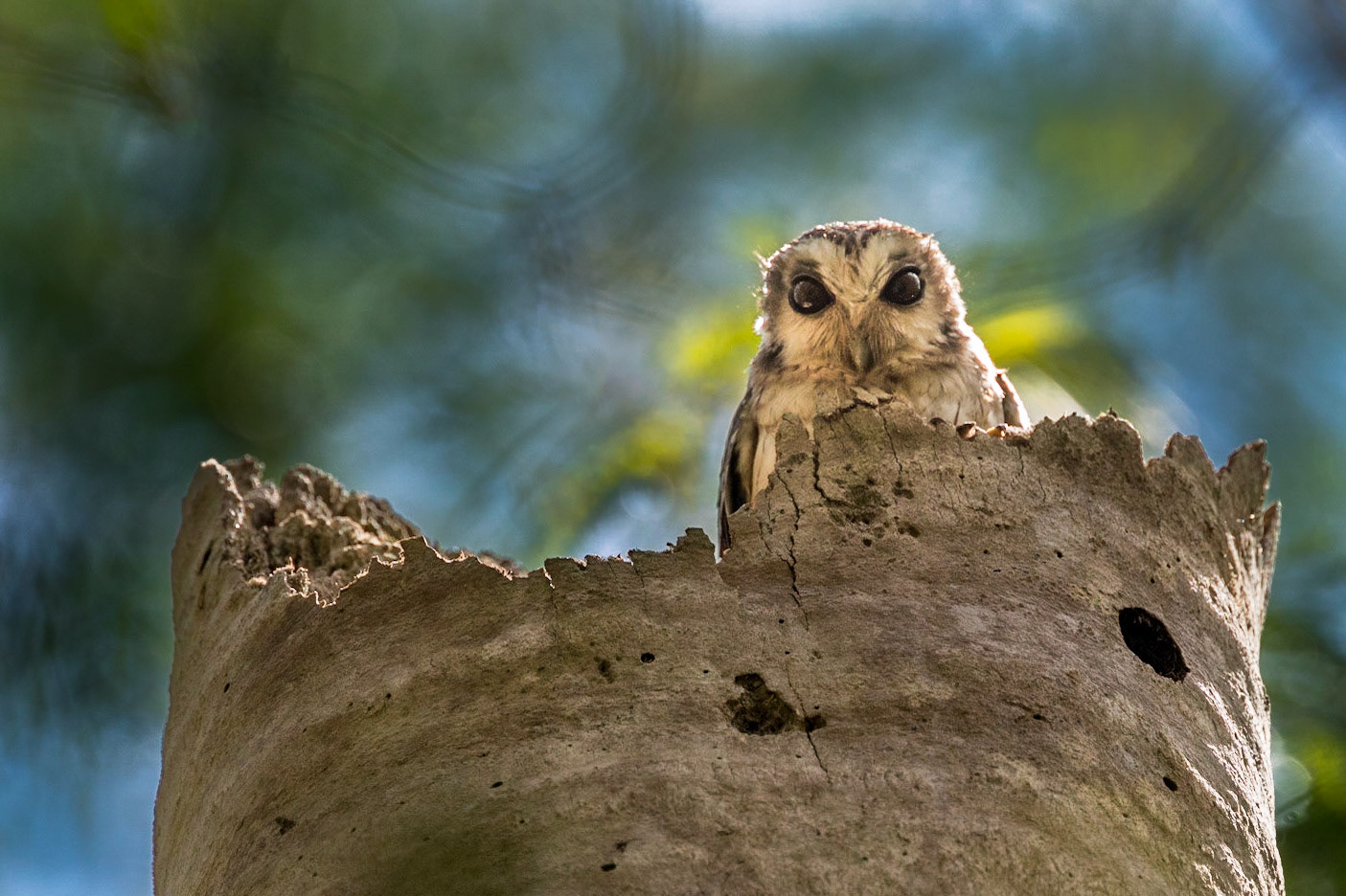 Bare-legged Owl