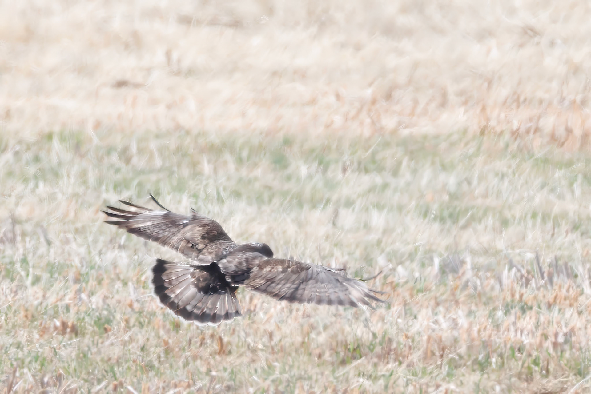 Dark Morph Rough-legged Hawk