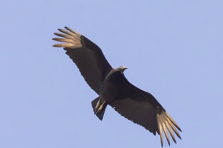 Black Vulture