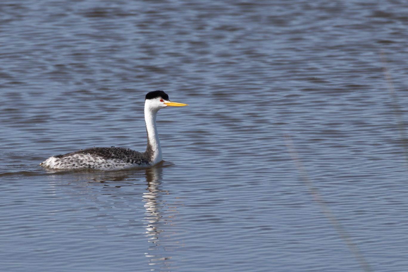 Clark's Grebe