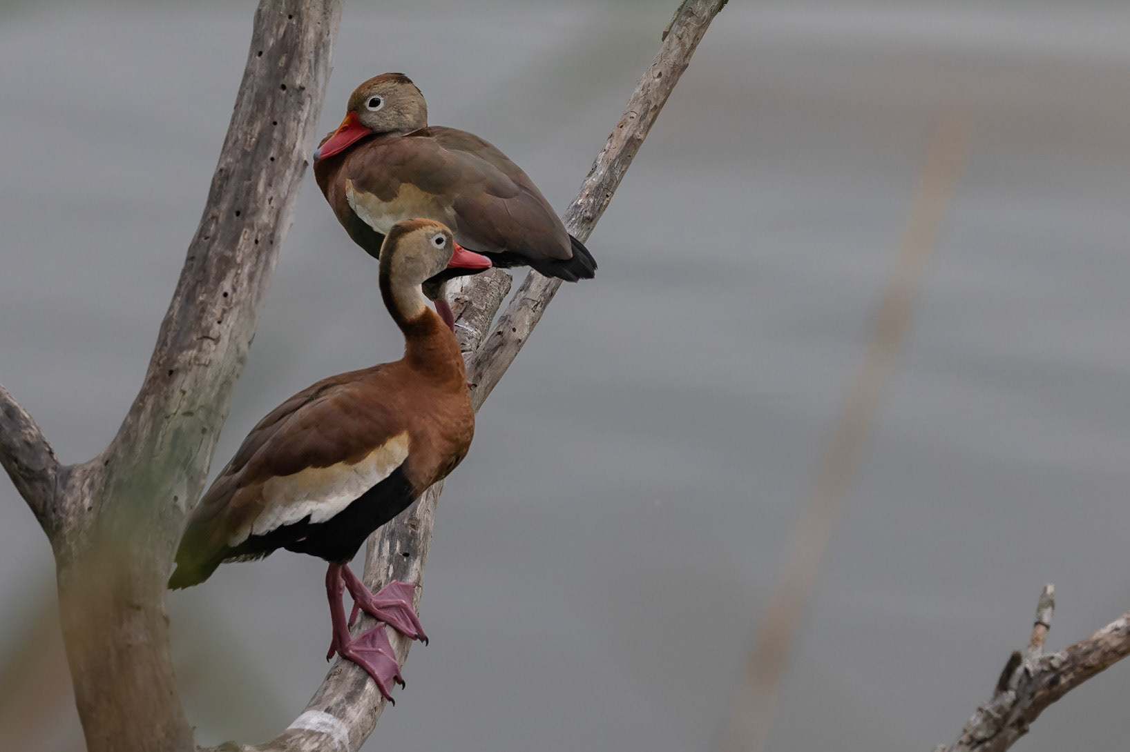 Black-bellied Whistling-Duck