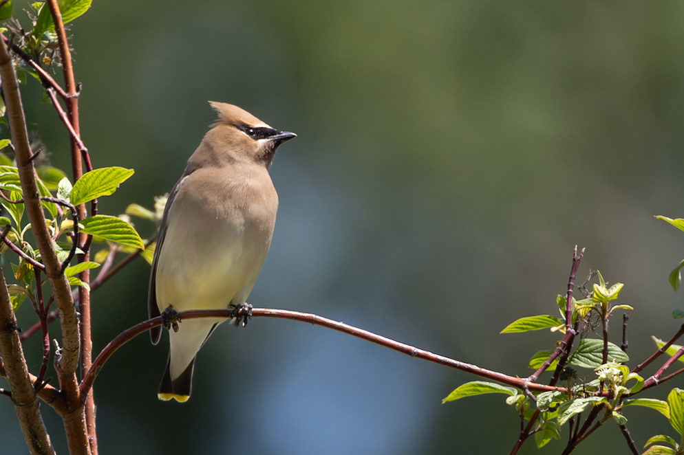 Cedar Waxwing