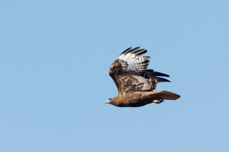 Red-tailed Hawk