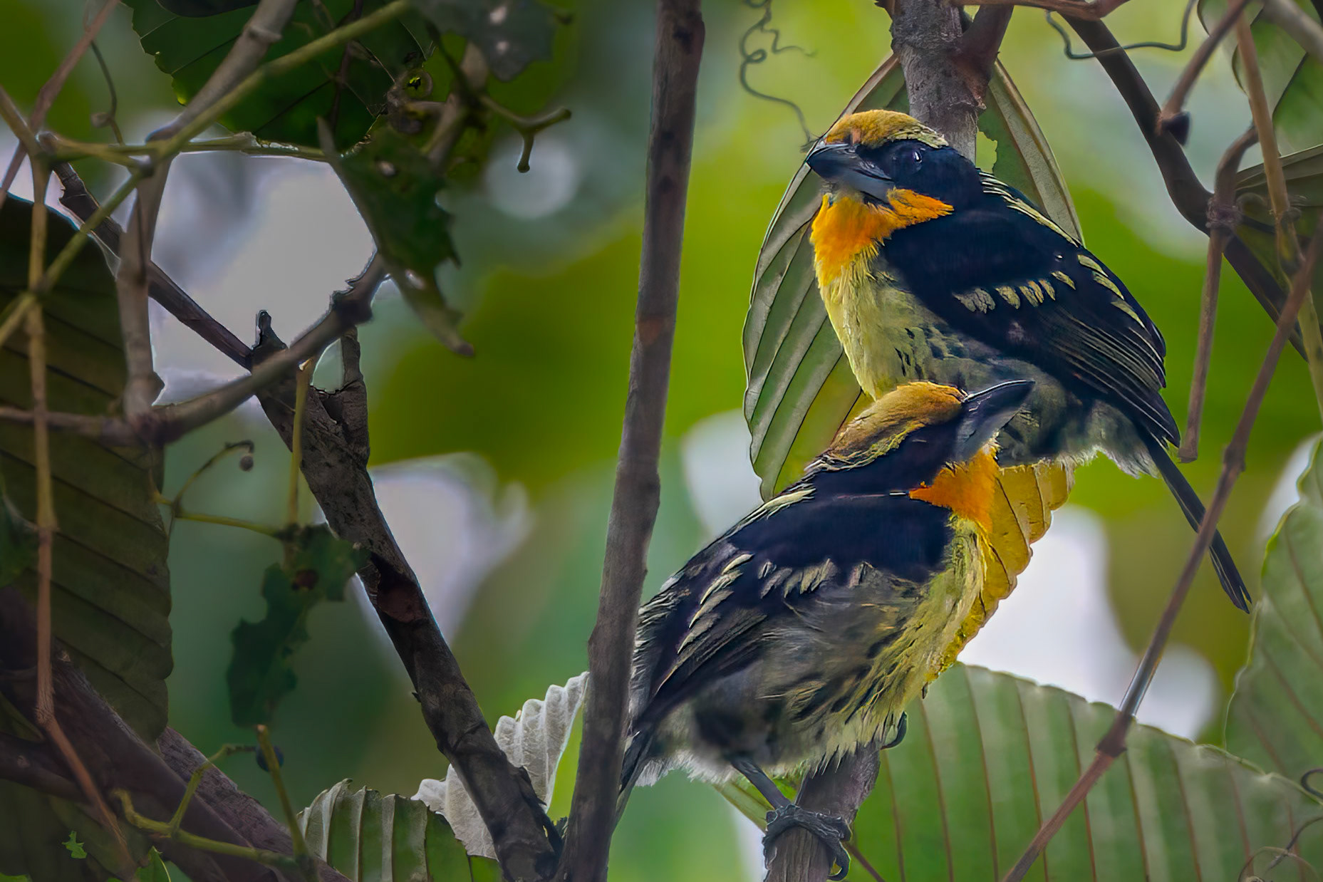 Gilded Barbets