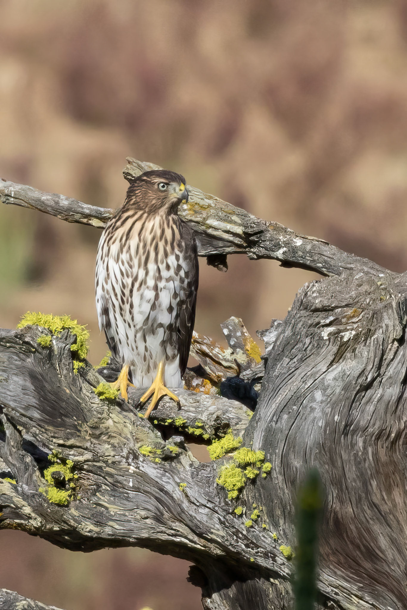 Cooper's Hawk (Immature)