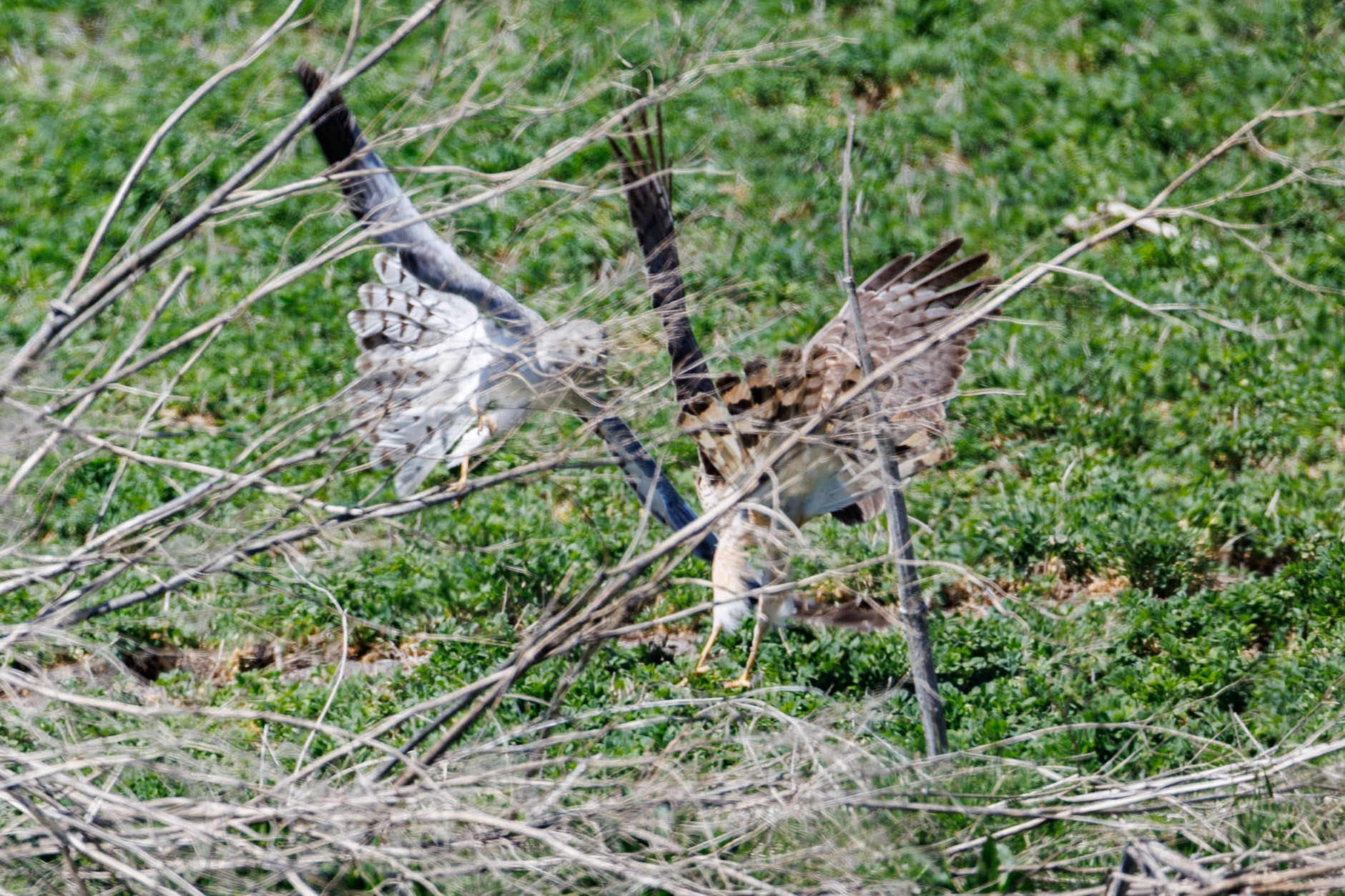 Northern Harrier
