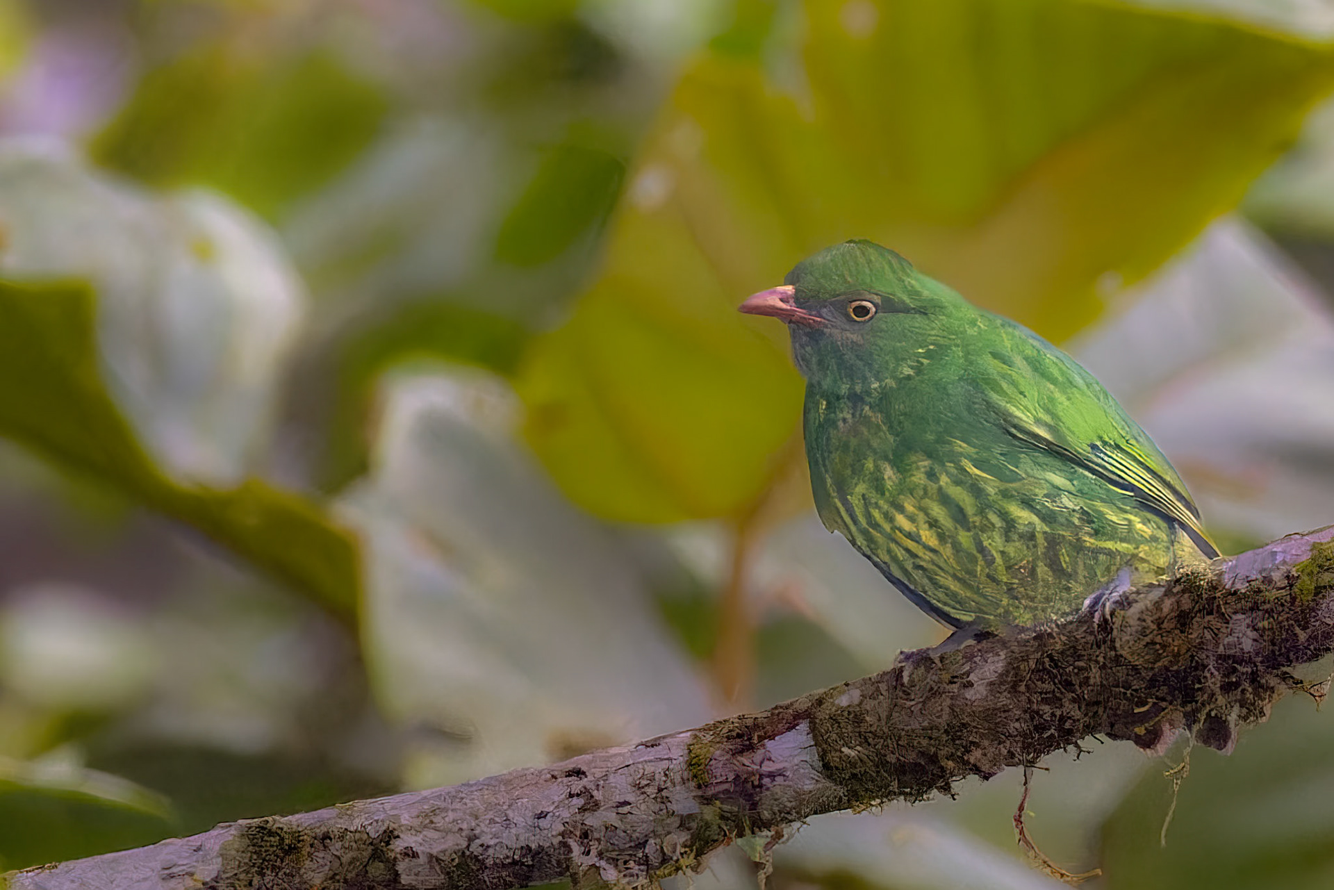 female Orange-breasted Fruiteater