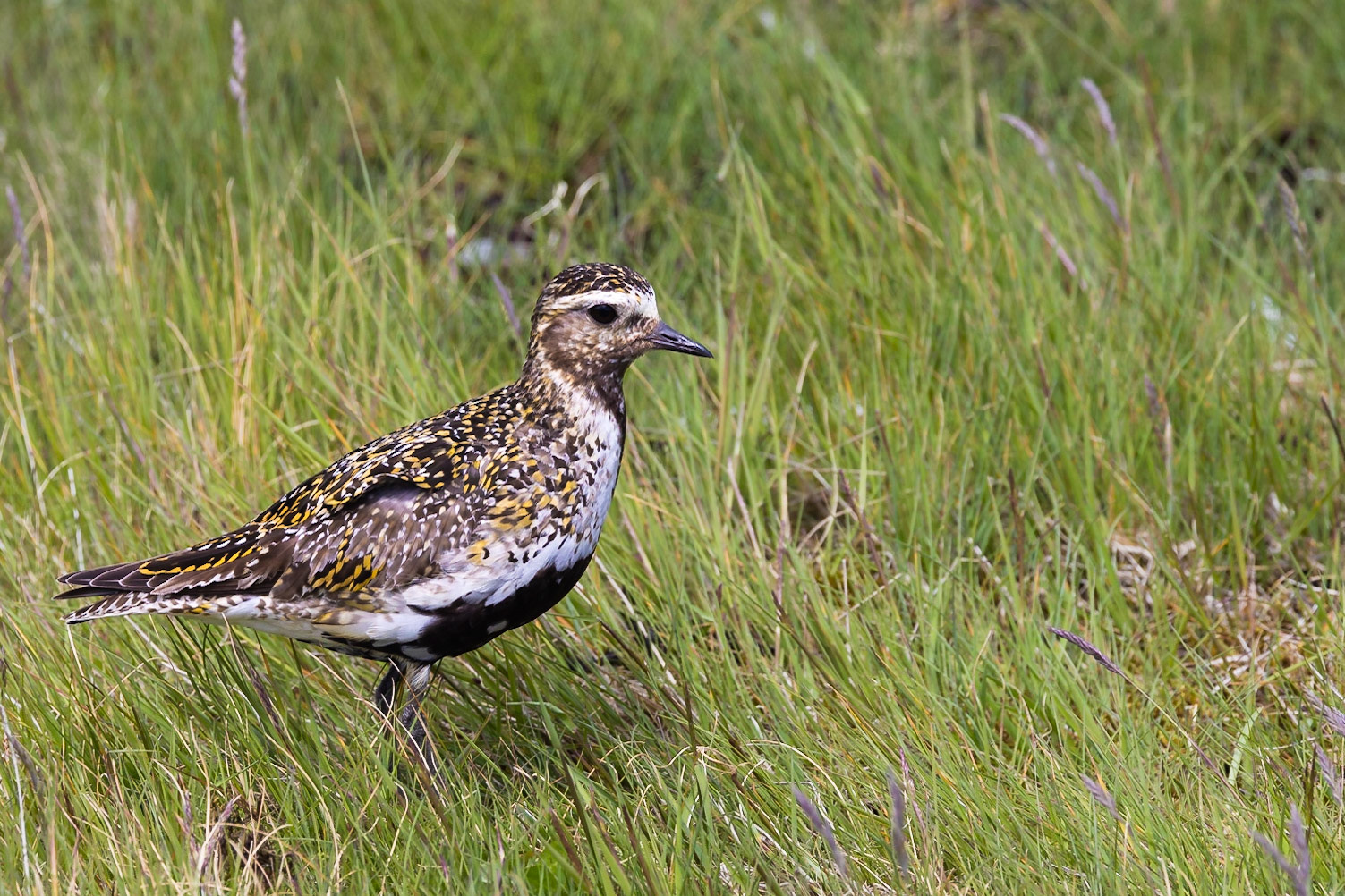 European Golden-Plover