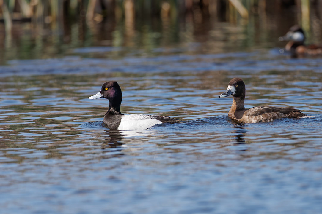 Lesser Scaup