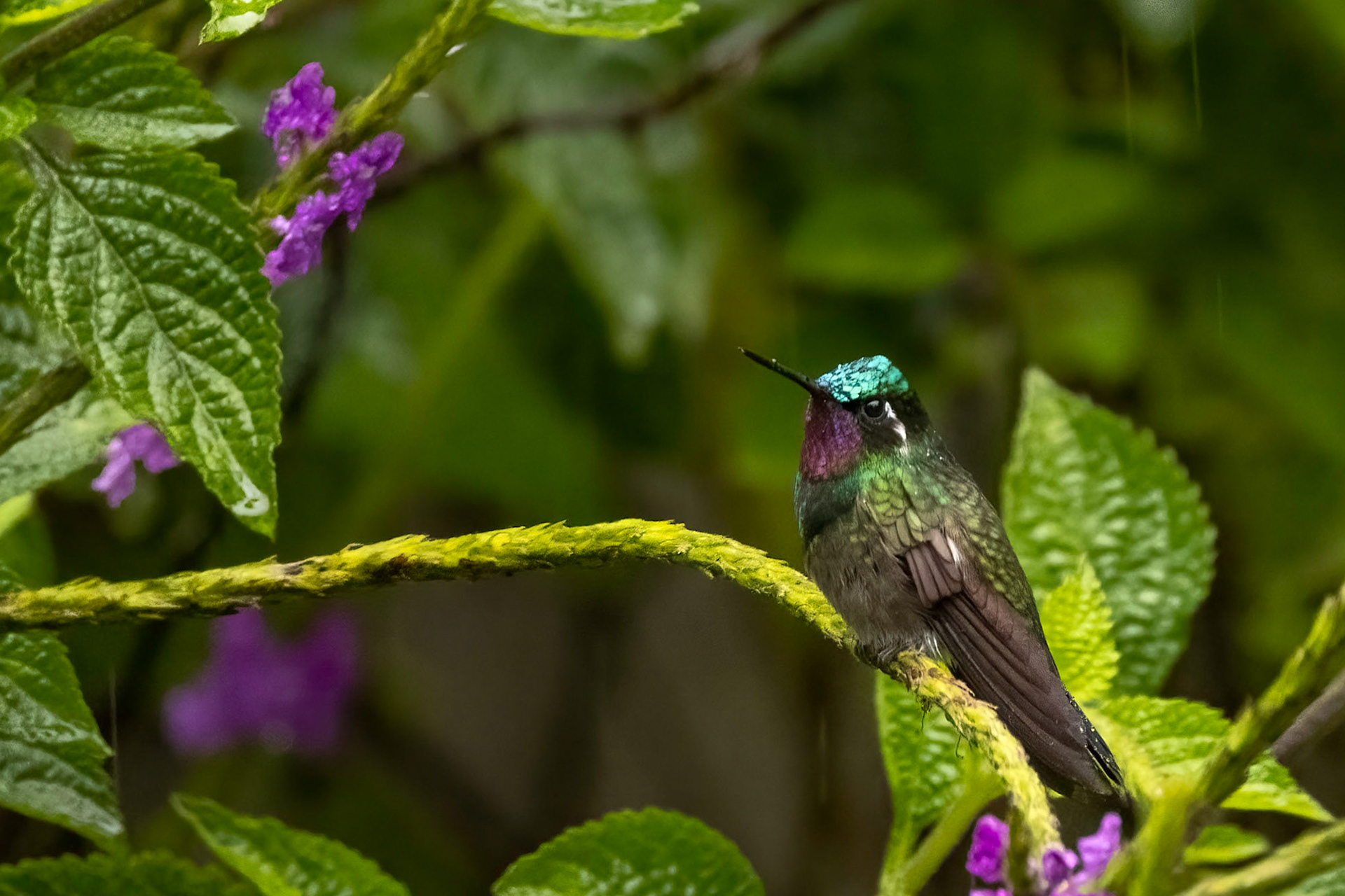 Purple-throated Mountain-gem