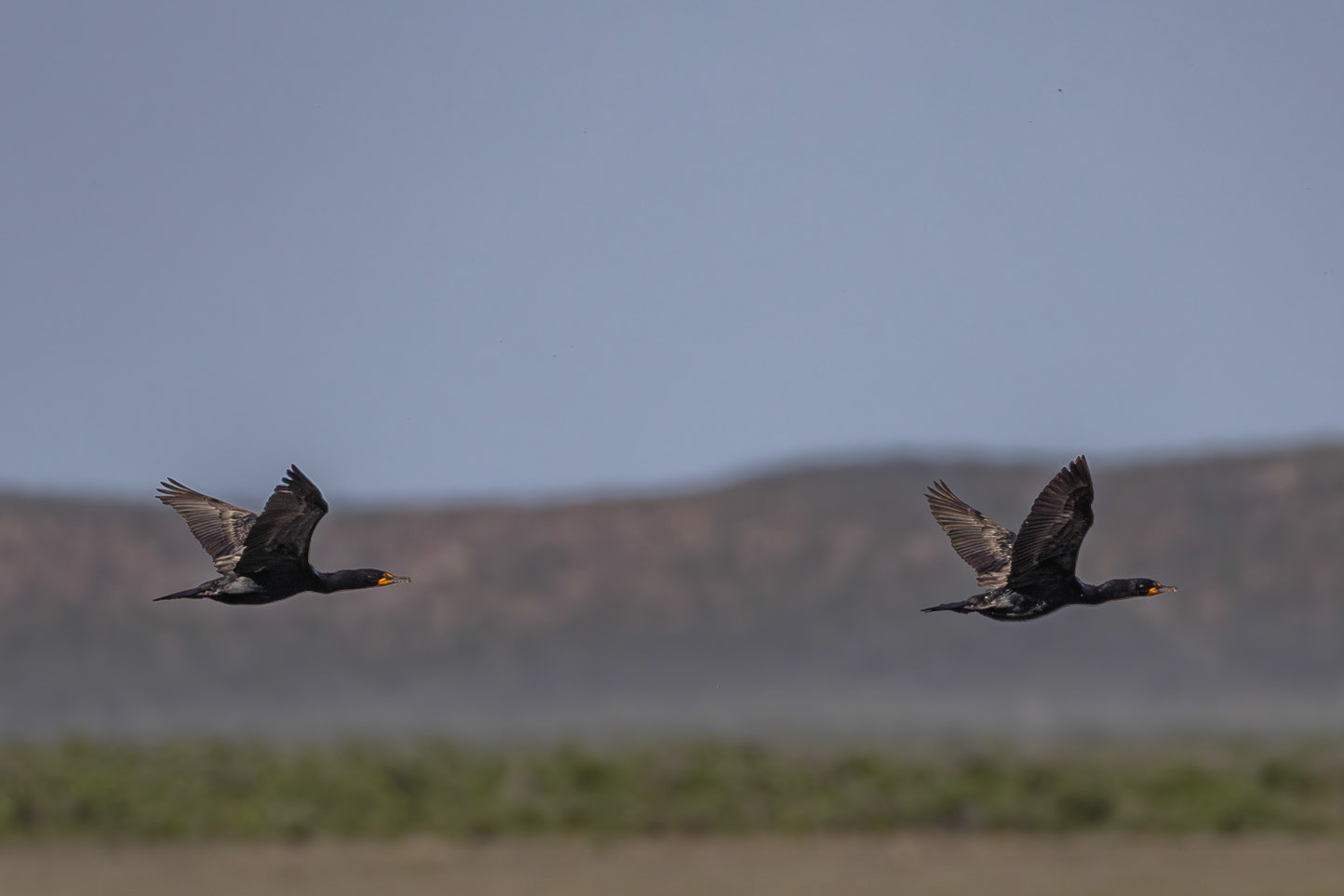 Double-crested Cormorant