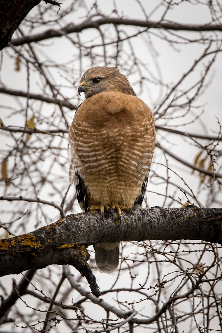 Red-shouldered Hawk