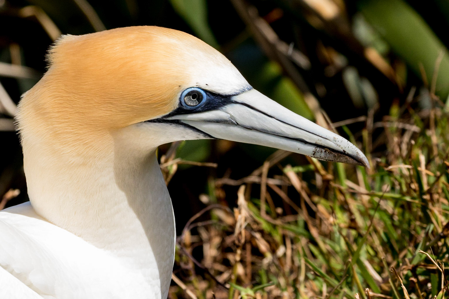Australasian Gannet