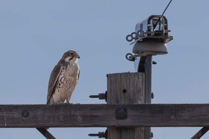 Prairie Falcon