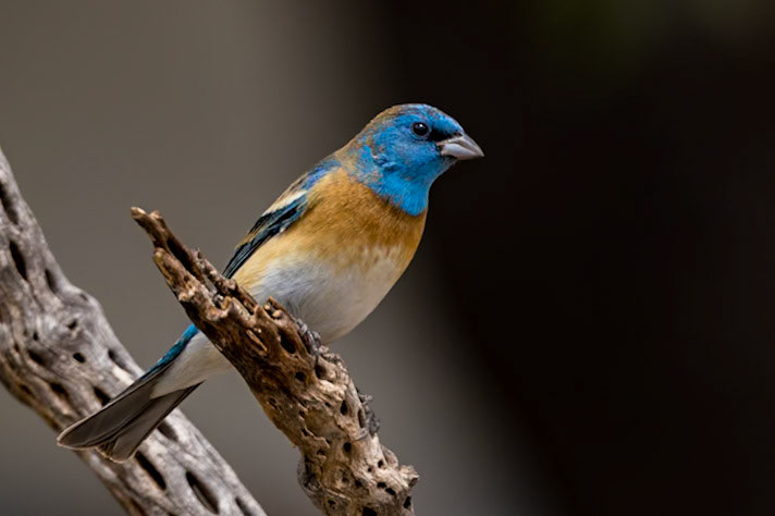 Lazuli Bunting