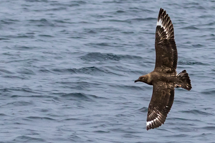Arctic Skua
