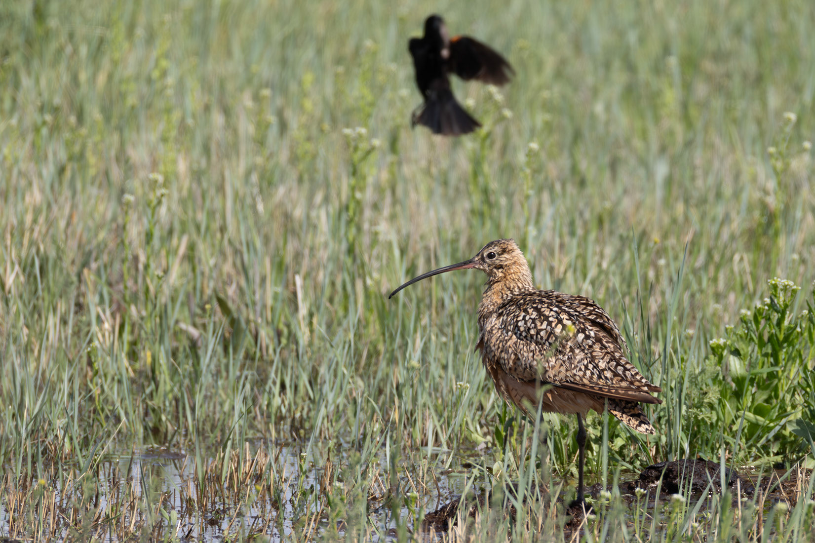 Long-billed Curlew