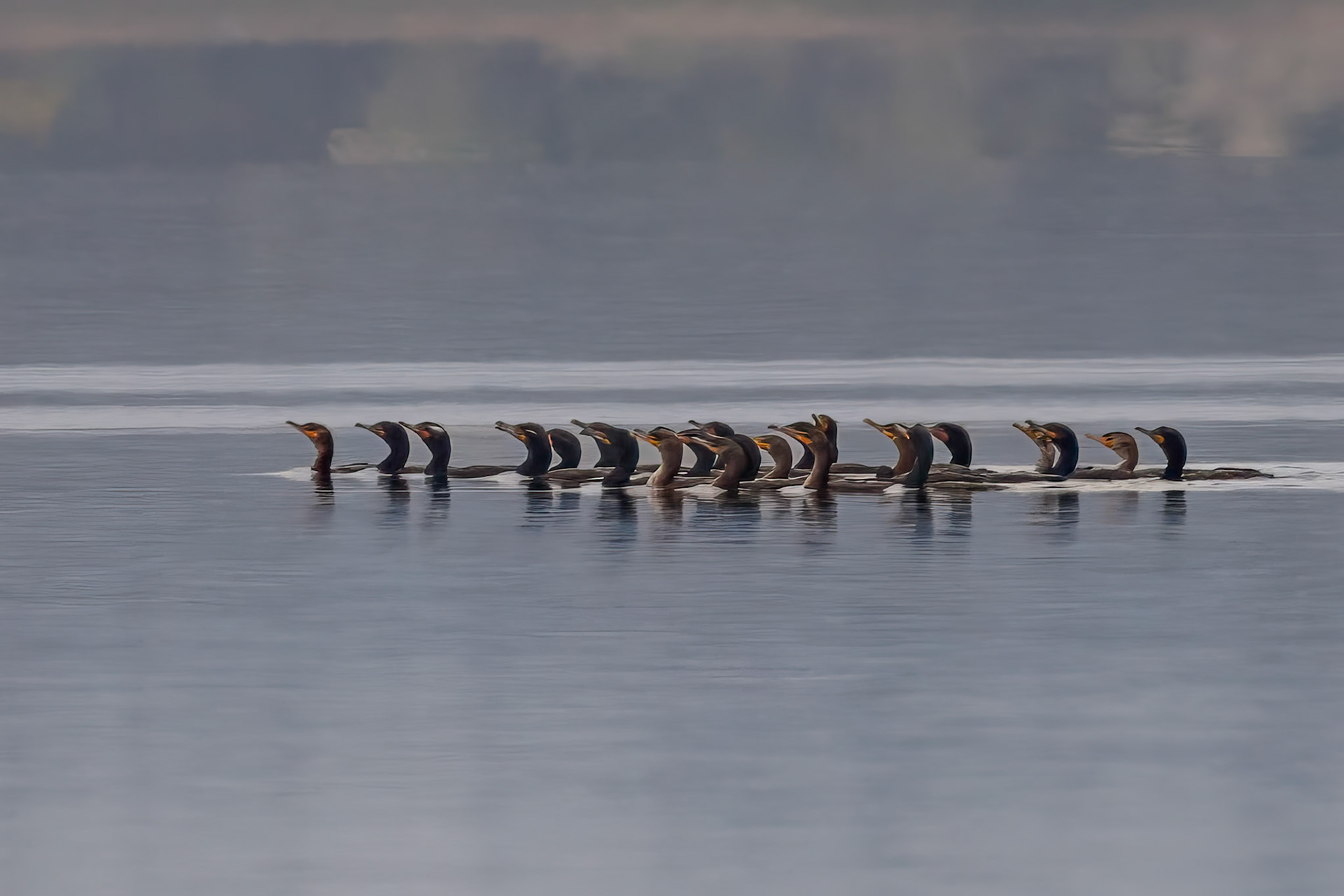 Double-crested Cormorants