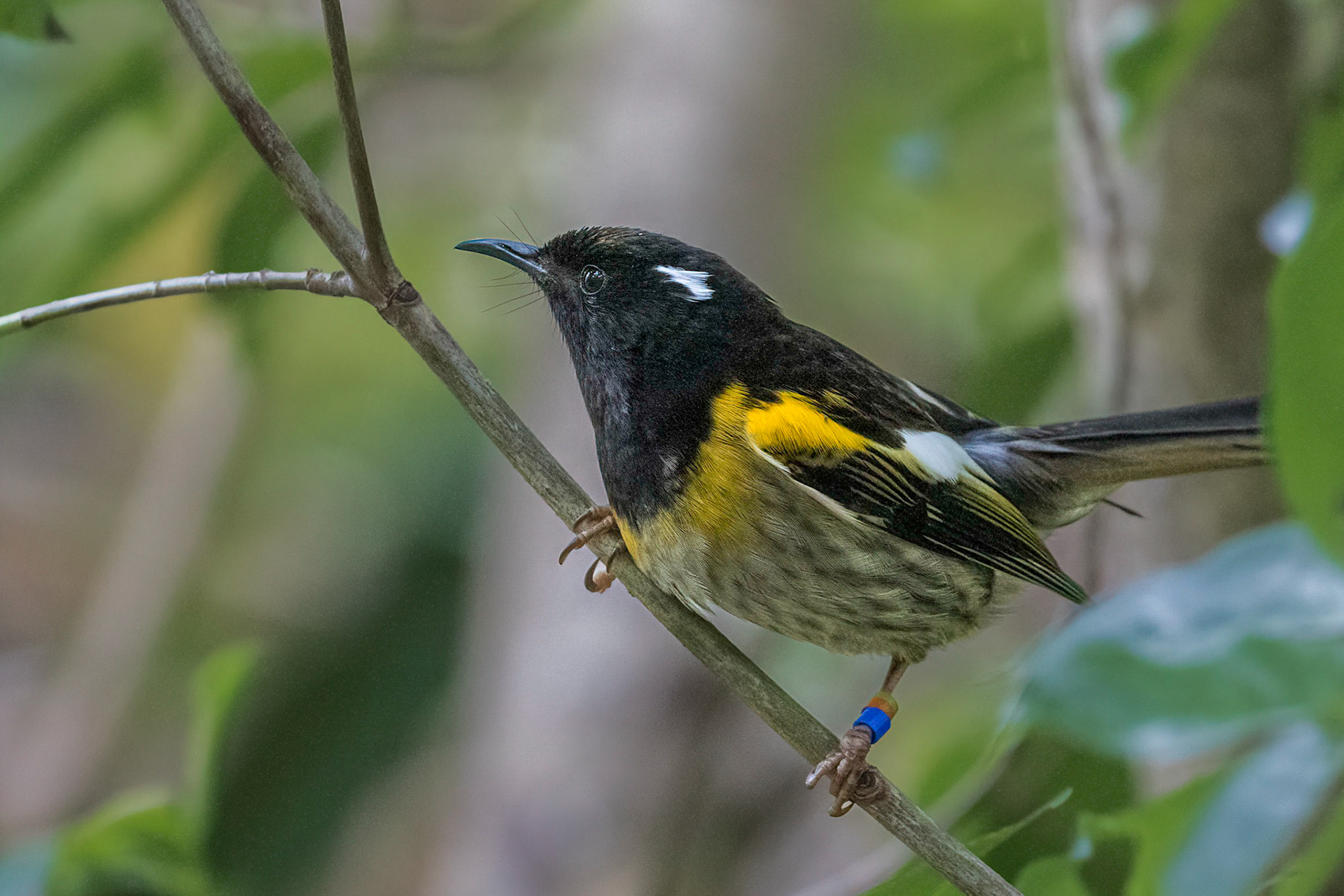 Stitchbird