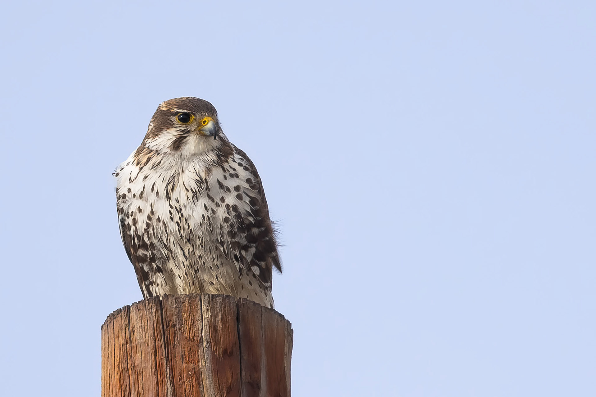 Prairie Falcon