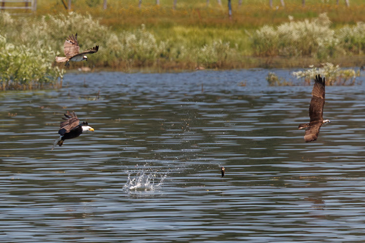 Bald Eagle hunting an Osprey