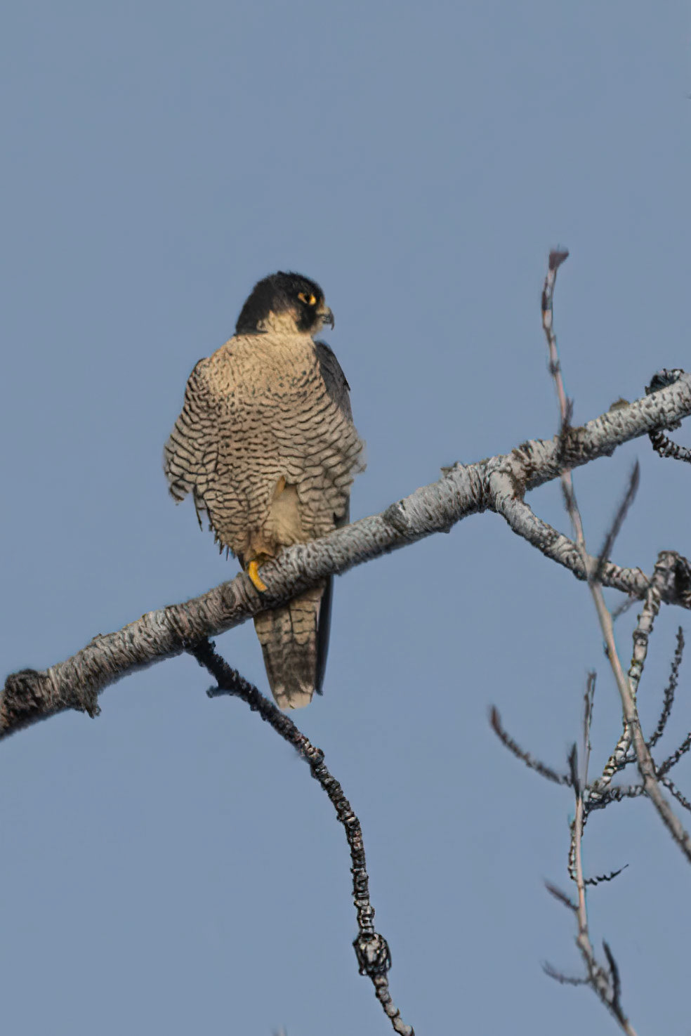 Peregrine Falcon